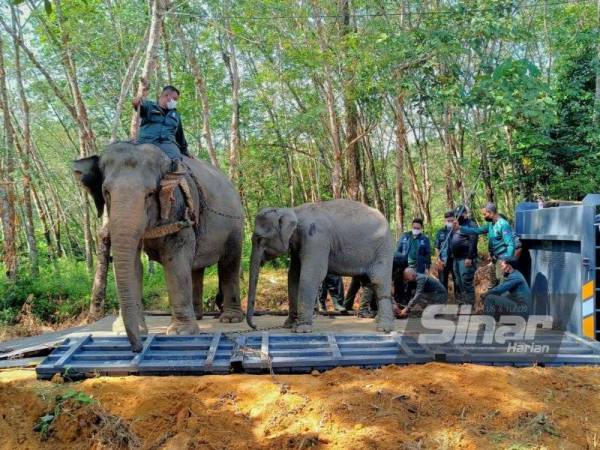 Rambai (kiri) berjaya memujuk seekor anak gajah betina yang ditangkap di Kampung Kuala Tiga, Tanah Merah di sini pada Ahad.