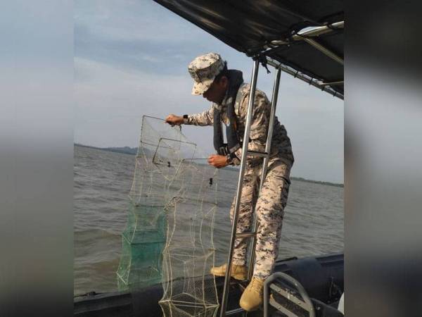 Anggota Maritim Malaysia mengangkat bubu naga yang ditemui dipasang berhampiran Pulau Gedung pada Ahad.