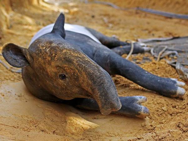 Seekor tapir jantan cedera kerana terjatuh dari tebing sebuah dusun setinggi lima meter berhampiran Hutan Simpan Gunung Berembun di Kampung Baharu Pantai pada Rabu. - Foto Bernama