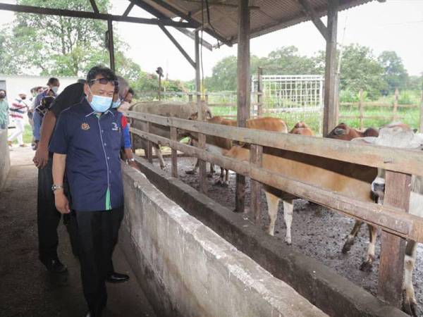 Che Abdullah meninjau ternakan yang terdapat di ladang milik Mohd Subhi ketika lawatan kerja, pada Jumaat.