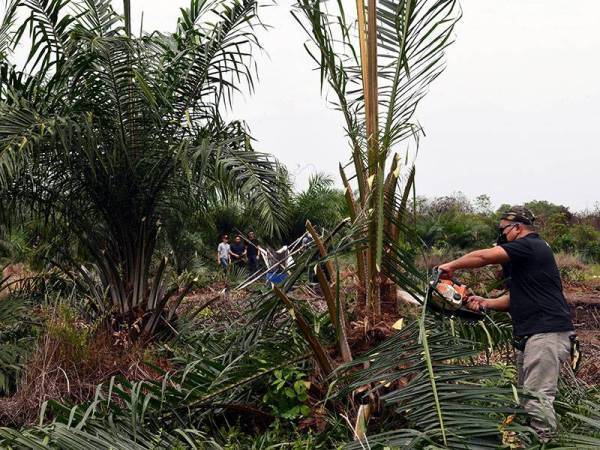 Anggota penguat kuasa JPNS memusnahkan pokok kelapa sawit yang ditanam secara haram dalam operasi Penguatkuasaan Hutan Secara Bersepadu (Ops Langat) di kawasan Hutan Simpan Kuala Langat Selatan, Tanjung Sepat pada Isnin. - Foto Bernama.