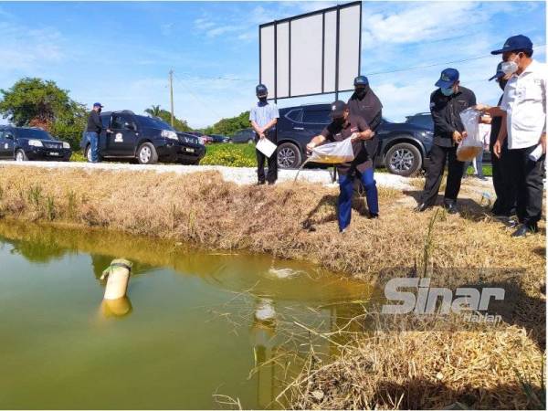 Ronald melepaskan anak udang di dalam kawasan pertanian integrasi melibatkan tanaman padi dan ternakan udang di Seberang Perak, pada Sabtu.