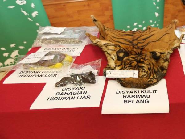 Anggota badan Harimau Malaya atau harimau belang yang dijual di pasaran gelap berjaya dirampas oleh Perhilitan.