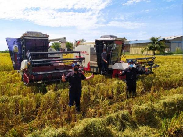 Ronald (kiri) bersama Che Abdullah bersama jentuai yang digunakan untuk menuai hasil padi wangi MRQ76 yang diusahakan menerusi program SMART SBB di IADA Seberang Perak, di sini pada Sabtu