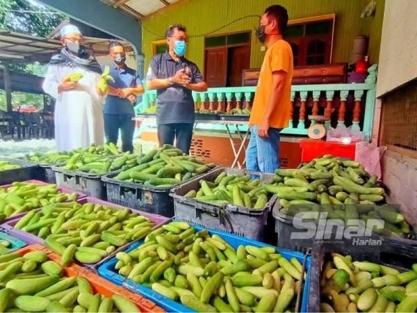 Che Abdullah (dua dari kanan) membuat tinjauan terhadap isu lambakan timun yang diusahakan dua beradik di Kampung Pulai, Chicha Tinggi di Pasir Mas pada Isnin.