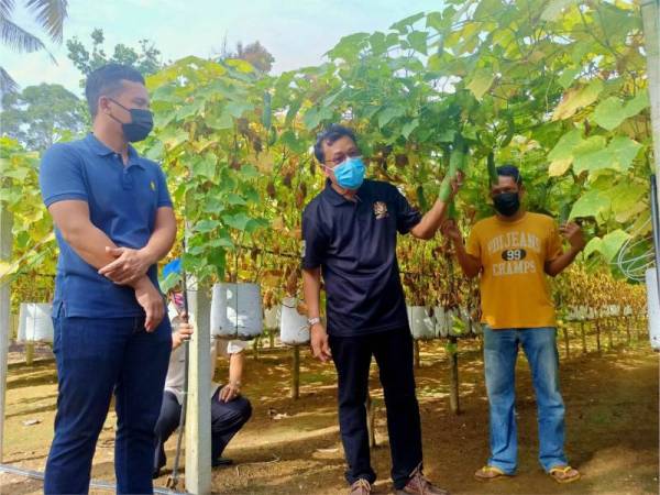 Che Abdullah (dua dari kanan) melawat kebun timun milik dua beradik di Kampung Pulai, Chicha Tinggi, Pasir Mas, pada Isnin.