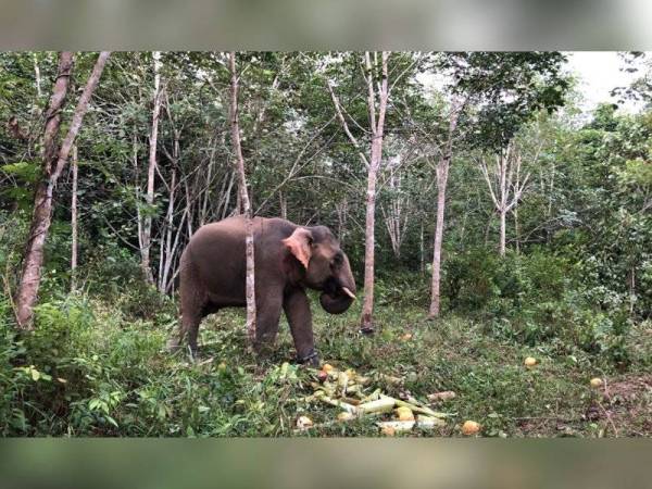 Awang Belantik berjaya ditambat sebelum dipindahkan ke Hutan Simpan Belum, Perak pada Khamis.