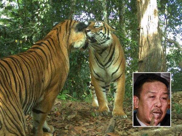 Harimau Malaya diancam kepupusan akibat kegiatan pemburuan haram. Gambar kecil: Abdul Kadir