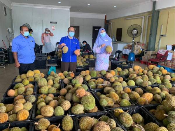 Wan Nora (kanan) melihat durian yang dimasukkan ke dalam bakul untuk proses pembersihan.