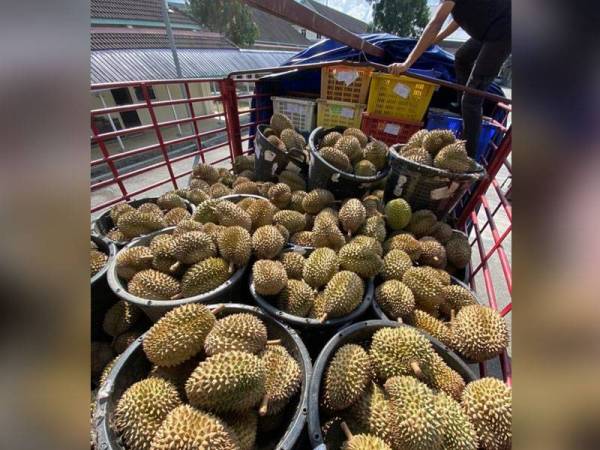 Longgokan buah durian yang dirampas di ICQS Durian Burung pada Isnin. - Foto Maqis Kedah