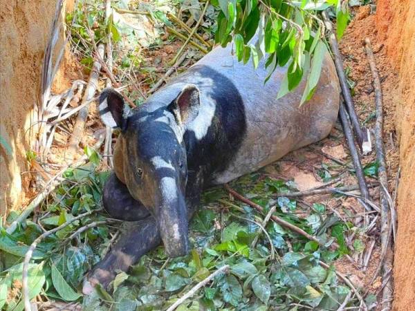 Perhilitan Kelantan berjaya menyelamatkan seekor tapir jantan seberat 200 kg yang terjatuh ke dalam lubang di kawasan kebun getah dekat Kesedar Baru, Chenulang, Kuala Krai pada Jumaat.