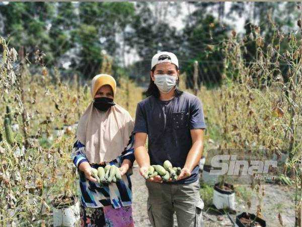 Zainun bersama anaknya, Mohamad Halmi menunjukkan buah timun yang rosak akibat terputus bekalan air.