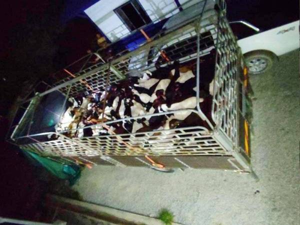 Cubaan menyeludup masuk 110 ekor kambing jenis boer secara haram ke negara ini dari Thailand yang dianggarkan bernilai RM165,000 berjaya dipatahkan oleh Batalion 9 PGA Kuala Terengganu pada Sabtu.