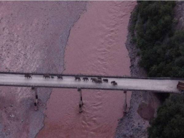 Kesemua 14 ekor gajah itu dilihat menyeberangi Sungai Yuan selepas mengembara sejauh 1,300 kilometer melalui tiga bandar dan lapan wilayah sejak 16 April.