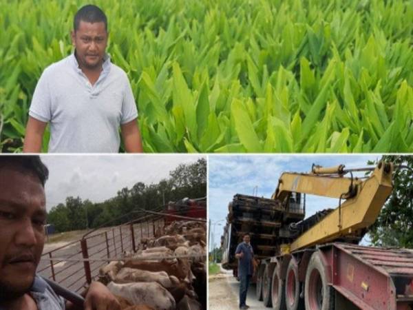 Beliau kini bergelar jutawan halia dan lengkuas dengan memiliki ladang pertanian berkeluasan 80 hektar di Banting. - Foto Bernama 