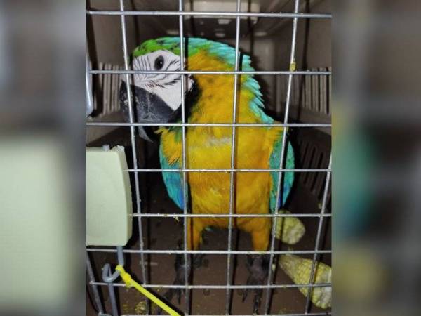 Burung Kakak Tua Sun Corner Ayam Laga Tidak Sempat Dijual