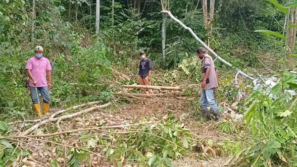 Penduduk kampung menunjukkan pokok-pokok getah yang tumbang akibat serangan gajah di Kampung Sungai Mengkuang, Kuala Krai.