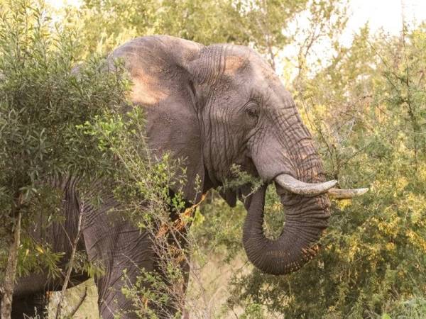 China giat teroka pendekatan proaktif bukan sahaja melindungi gajah liar Asia yang mengembara ke kawasan bandar dan desa, tetapi juga memastikan keselamatan manusia terjamin. Foto 123RF