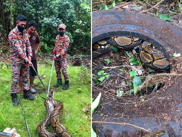 Anggota Balai Bomba dan Penyelamat Tok Bali mengambil masa selama 20 minit untuk menangkap seekor ular sawa batik seberat 100kg yang bersembunyi di dalam tayar lori terpakai di kawasan tapak pembinaan sebuah chalet di Kampung Raja Dagang, Pasir Puteh pada Ahad.