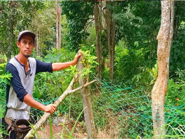 Mohd Anuar menunjukkan pagar rumah yang rosak akibat dipijak oleh gajah pada kejadian hari Khamis.