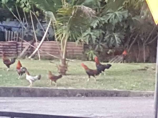 Penduduk mendakwa ayam dibiarkan berkeliaran termasuk bertelur di kawasan perumahan dekat Taman Cempaka, Selama, Kedah.