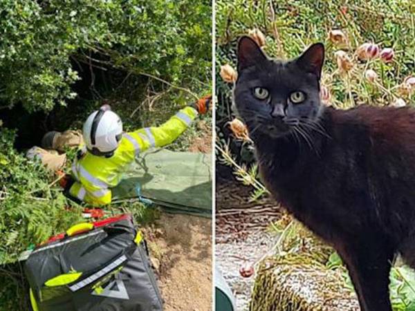 Foto kucing yang menjadi hero menyelamatkan pemiliknya dalam satu kejadian libat seorang wanita warga emas yang terjatuh ke dalam lubang di Bodmin, Cornwall pada Sabtu lalu. - Foto Polis Bodmin