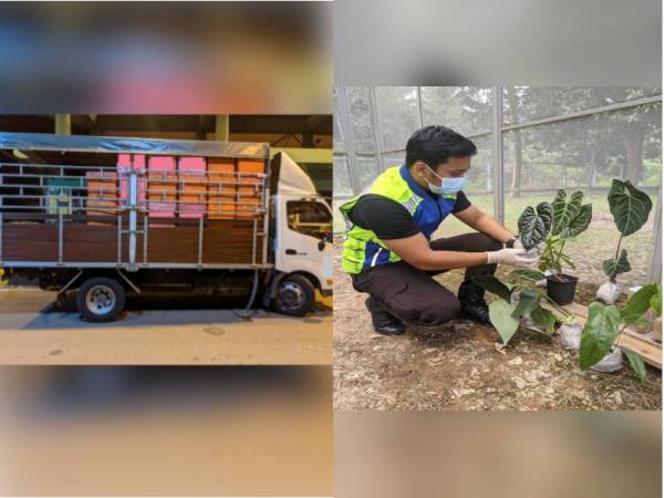 Lori yang membawa pokok keladi hiasan ditahan Maqis di Kompleks Sultan Iskandar pada Rabu dan Pegawai Maqis menunjukkan pokok keladi hiasan yang ditahan kerana pengimport gagal mengemukakan dokumen yang sah.