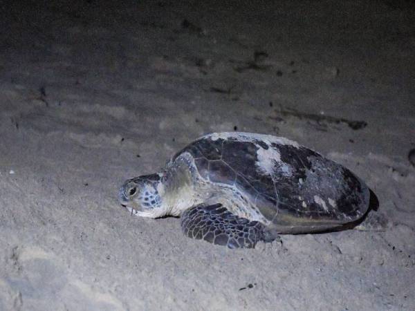 Seekor penyu agar berusia 15 hingga 18 tahun mencipta rekod baharu apabila muncul untuk bertelur berhampiran Hotel Primula, di Pantai Batu Buruk, Kuala Terengganu.