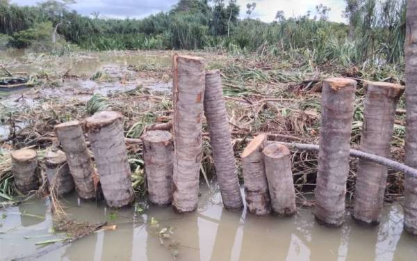 Cerucuk Batang Kelapa Dipasang Di Kawasan Ban Pecah