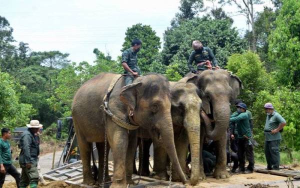 Seekor gajah jantan liar berusia lingkungan 15 tahun yang ditangkap di Kampung Basung, Hulu Terengganu berjaya dipindahkan oleh Jabatan Perlindungan Hidupan Liar dan Taman Negara (Perhilitan) Terengganu hari ini. - Foto Bernama