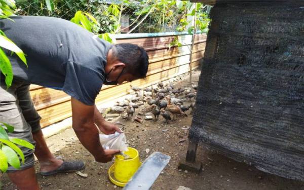 Mohammad Nasir memberi makanan kepada ayam ternakannya yang terselamat dalam kejadian banjir.