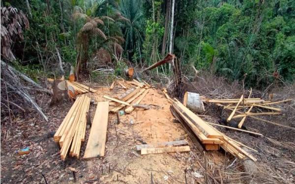 Beberapa batang kayu yang diproses daripada pokok balak yang ditebang turut ditemui di kawasan hutan di kompartment 3, Hutan Simpan Bukit Enggang di Sik.