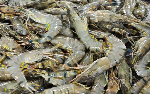 15 Tan Udang Harimau Sukar Dipasarkan