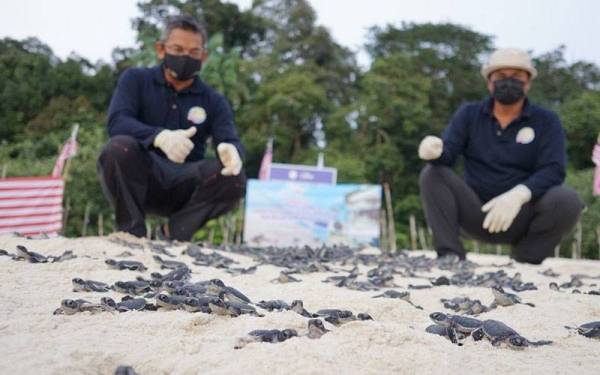 Ruzaidi (kanan) bersama Azman ketika aktiviti pelepasan 4,500 anak penyu di Mak Mak Kepit, Pulau Redang pada Ahad.