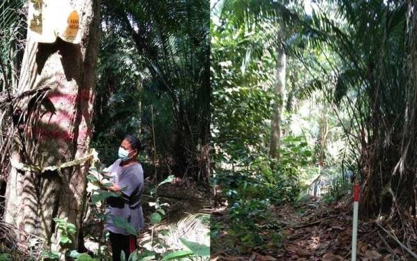 Orang Asli setempat meletakkan tanda pada pokok yang telah dicat merah sebagai bantahan terhadap keputusan berkenaan. Foto: Ihsan Shariffa Sabrina.