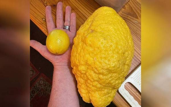 Sebatang pokok lemon milik sepasang pekebun menghasilkan buah lemon gergasi yang mempunyai berat 2.6 kilogram sehingga tular di Australia baru-baru ini.