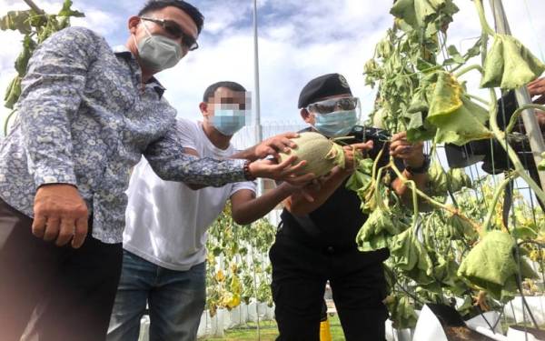 Pengarah Penjara Kelantan, Penolong Kanan Komisioner Mat Yaacob (kanan) bersama banduan (tengah) menuai tembikai wangi jenis rock melon sambil diperhatikan Pengarah Operasi Loging Farmers Sdn Bhd (Subsidiari El Matta Sdn Bhd), Bok Chee Kit.