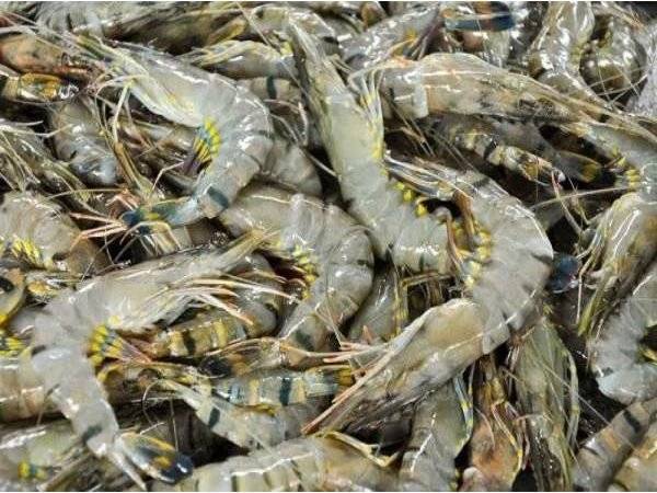 LKIM menyifatkan isu lambakan udang harimau di Melaka dan ikan patin sangkar di Pahang yang tidak dapat dipasarkan berpunca daripada penurunan permintaan di peringkat pengguna akhir. Gambar hiasan