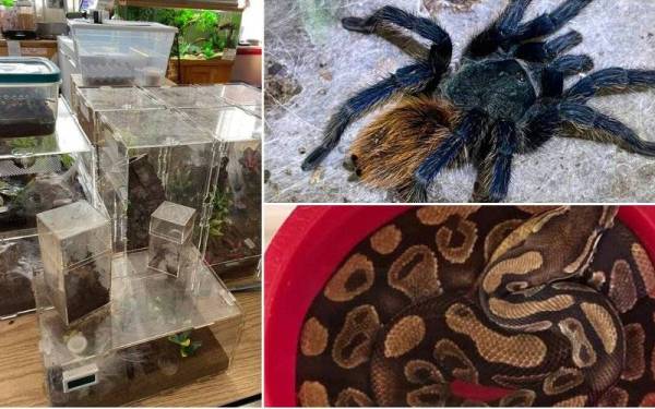 Sebanyak 19 ekor labah-labah tarantula dan seekor ular sawa ditemui di sebuah unit apartmen di Amerika Syarikat baru-baru ini. - Foto Facebook/Drew Desjardins