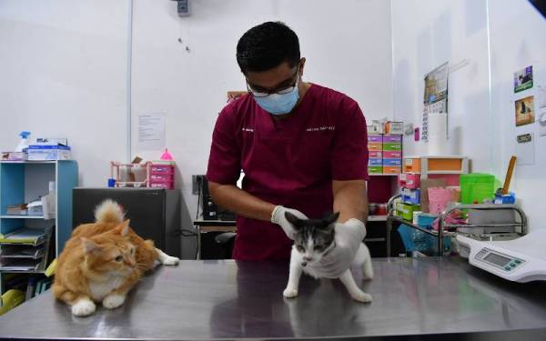 Kittyu0027s Foodbank bantu penjaga kucing terjejas