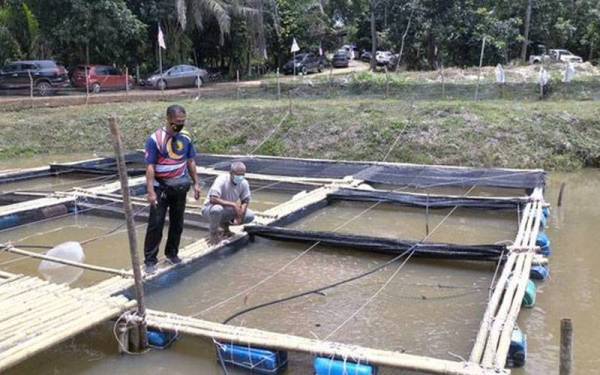 Projek ternakan ikan air tawar yang diusahakan 15 sahabat. - Foto Bernama