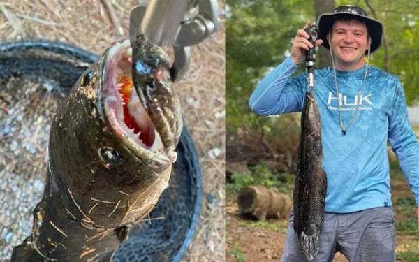 Seorang pemancing, Mike Powell (kanan) menangkap ikan berkepala ular dan bertaring (kiri) di sebuah tasik di Boston baru-baru ini. - Foto WCVB TV