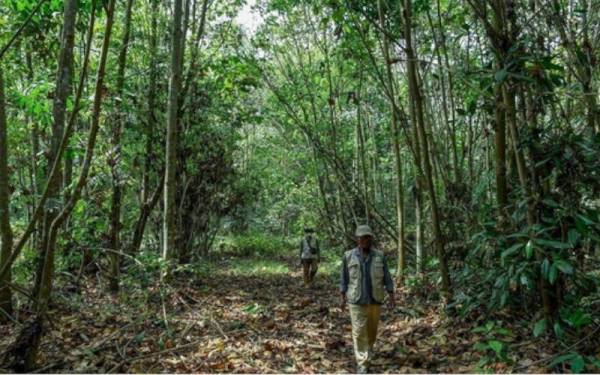 Hutan Simpan Kuala Langat Utara (HSKLU) - Foto fail Bernama