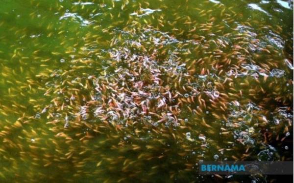 Pasir Puteh antara pengeluar ikan air tawar terbesar di Kelantan. - Foto fail Bernama