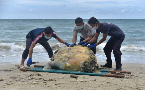 Kakitangan taman marin dan pengurusan sumber Jabatan Perikanan Labuan melihat bangkai penyu hijau berukuran 1.16 meter ditemukan mati di Pantai Layang-Layangan pada Selasa tanpa kepala dan ekor. - Foto Bernama