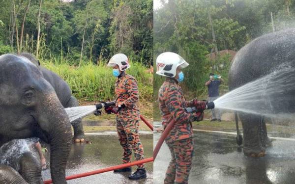 Proses menyejukkan Abot dan Rambai dilakukan di Pejabat Perhilitan Jeli pada Jumaat. Foto: JBPM Jeli