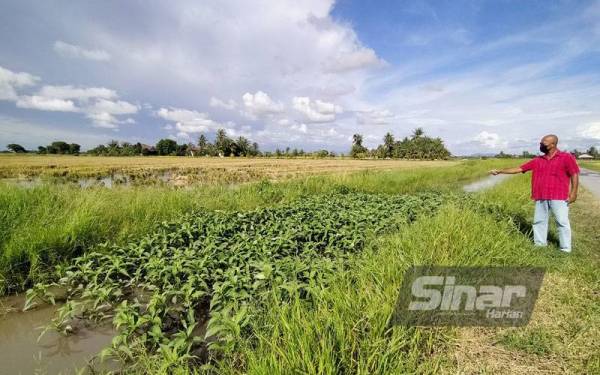 Azmi menunjukkan saliran yang dipenuhi semak samun dan menghalang air keluar dari sawah.