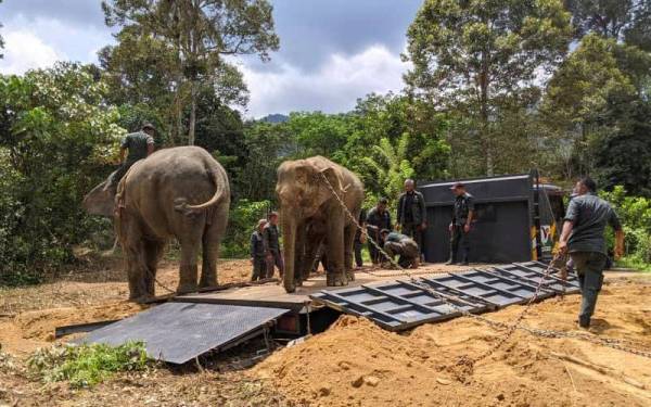 Jabatan Perhilitan Kelantan berjaya menangkap lima ekor gajah liar yang 'menceroboh' kawasan kebun di Kampung Lawar, Jeli dalam tiga operasi berasingan pada Rabu, Khamis dan Jumaat.