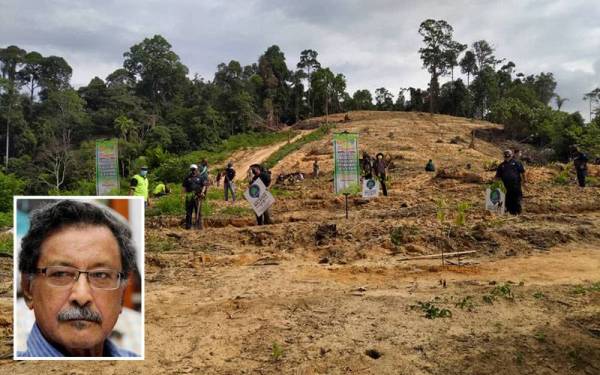 CAP kesal 3,500 hektar Hutan Simpan di Kedah diteroka secara haram