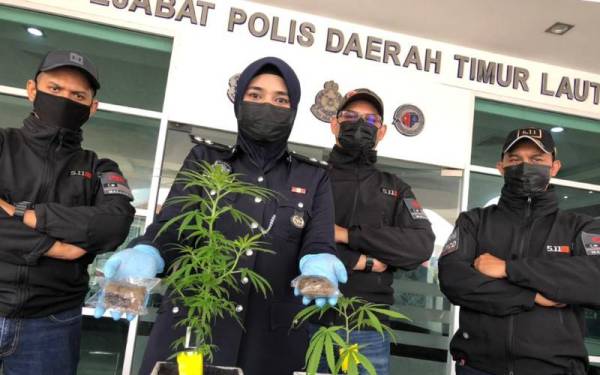 Pegawai penyiasat Narkotik Timur Laut menunjukkan dadah dan pokok ganja yang dirampas daripada pasangan suami isteri di sebuah kondominium di Ayer Itam pada Selasa.